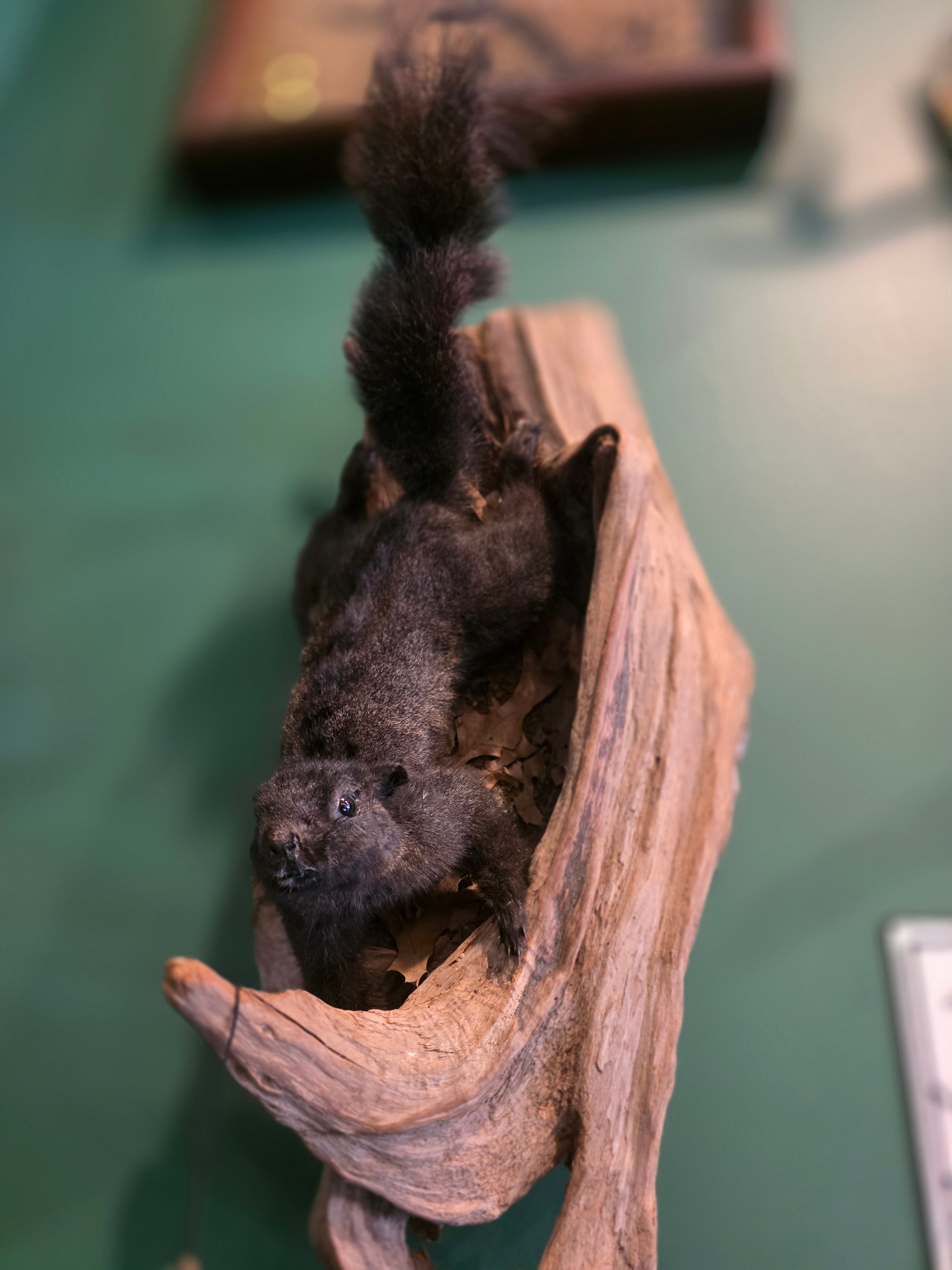 CE Black Squirrel