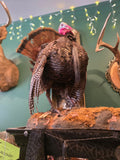 Turkey - CE