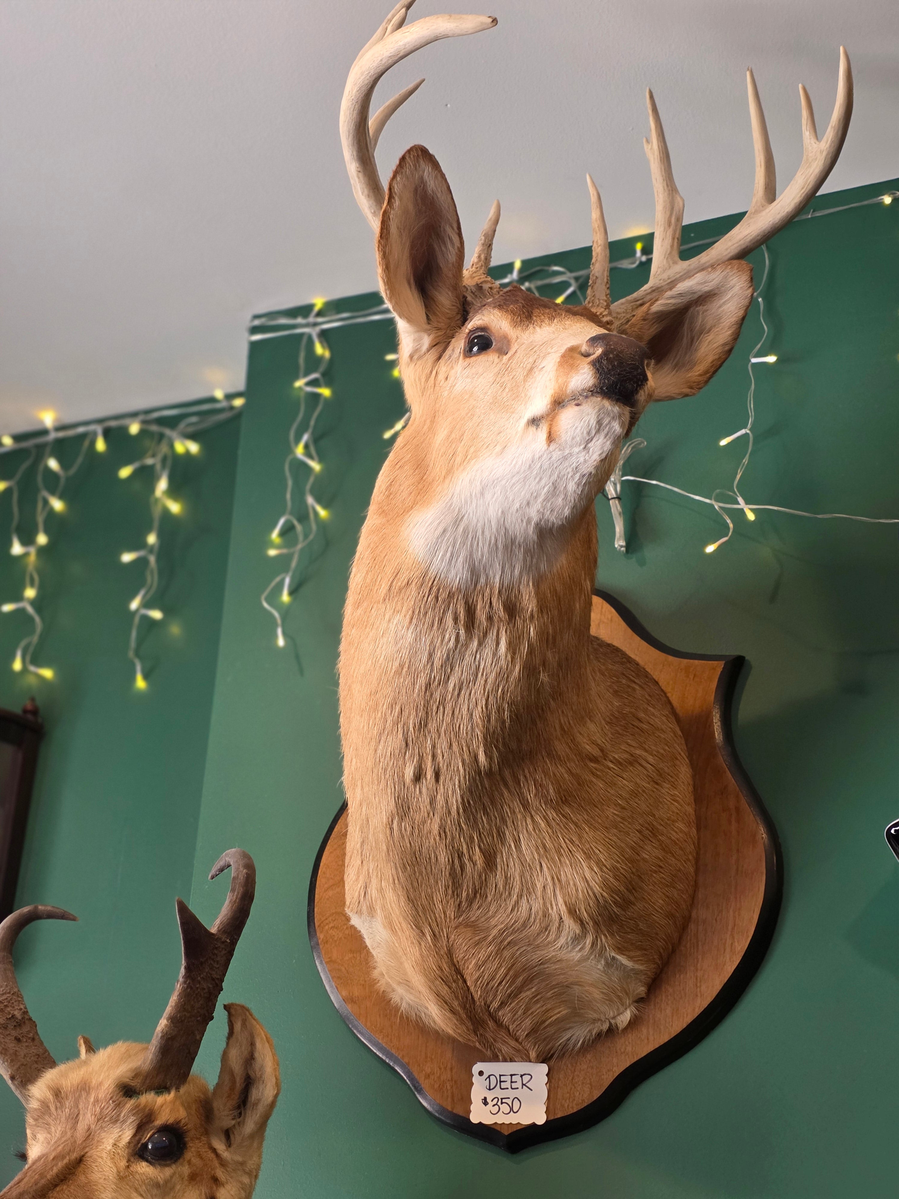 CC Deer Mount