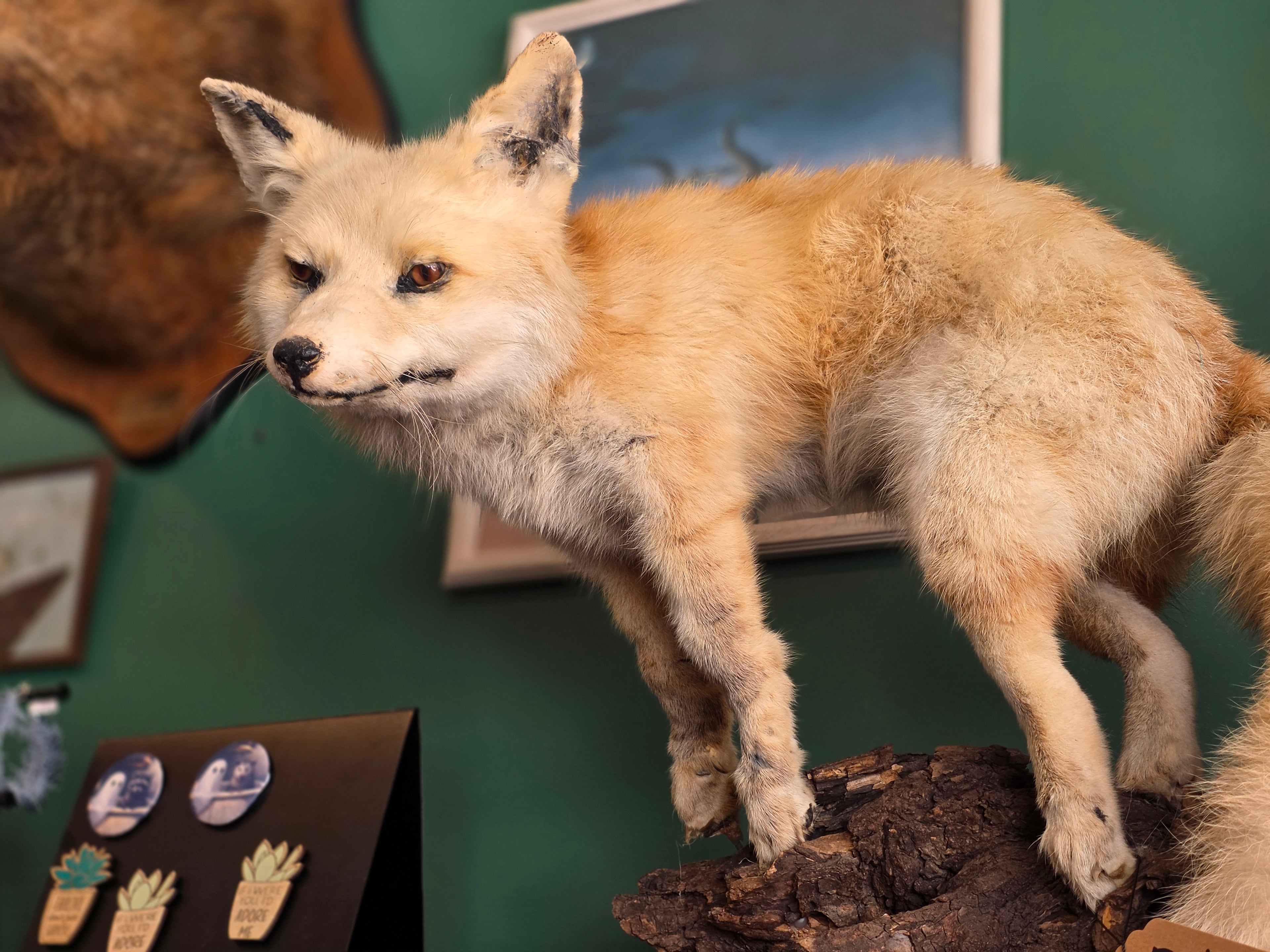 CE Fox