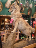 Coyote - CE