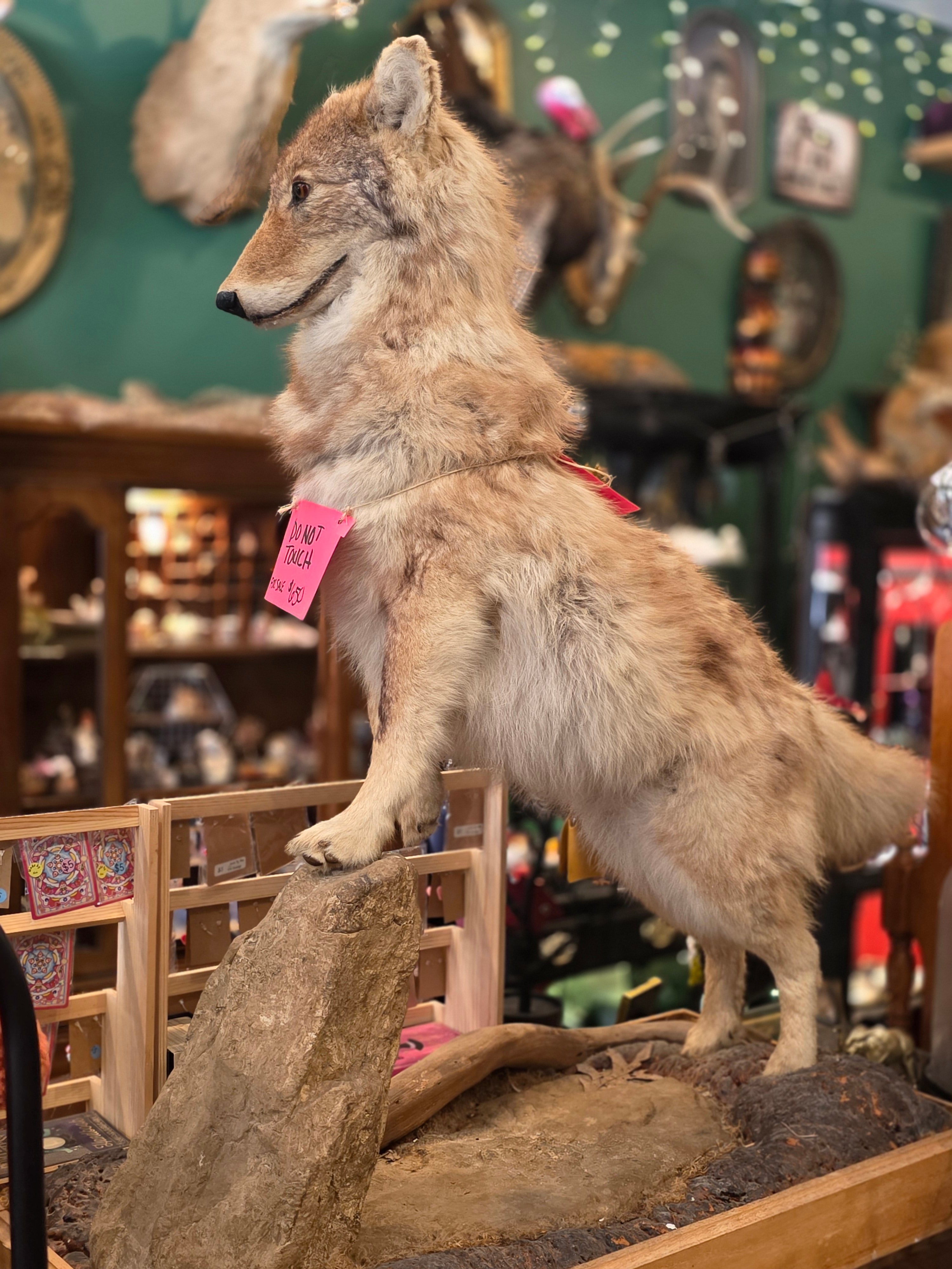Coyote - CE