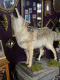 CE Howling Coyote