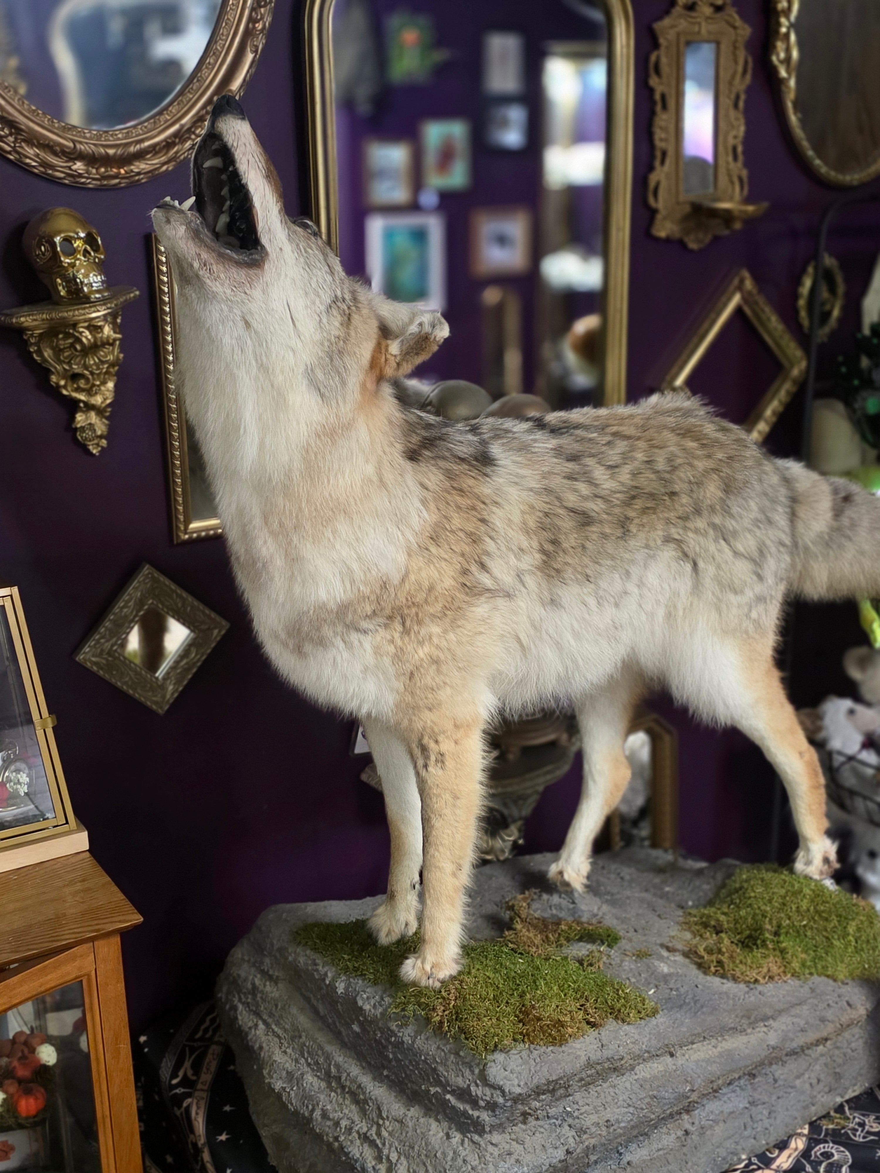 CE Howling Coyote