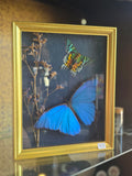 ET Blue Morpho