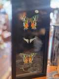 ET Triple Moth Display