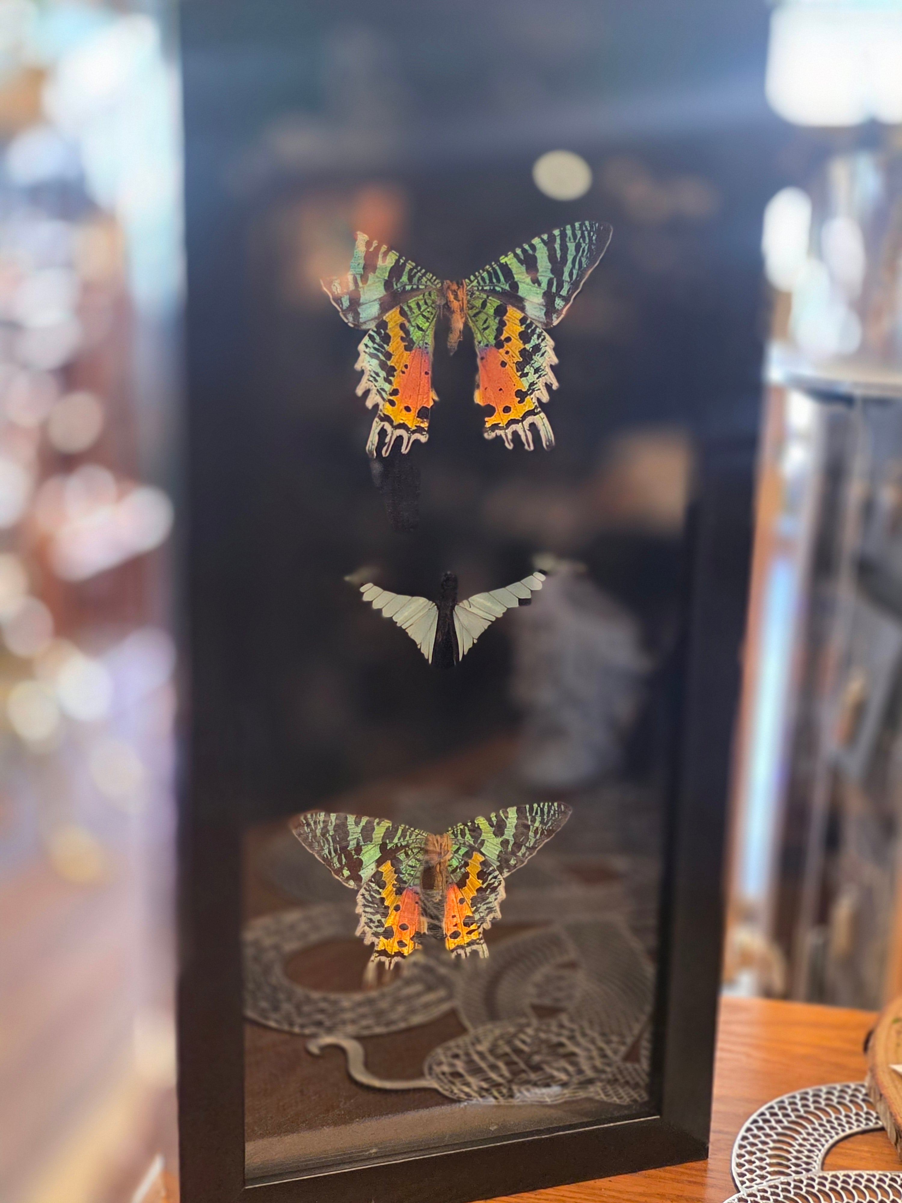 ET Triple Moth Display