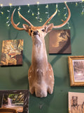 ET Deer Mount