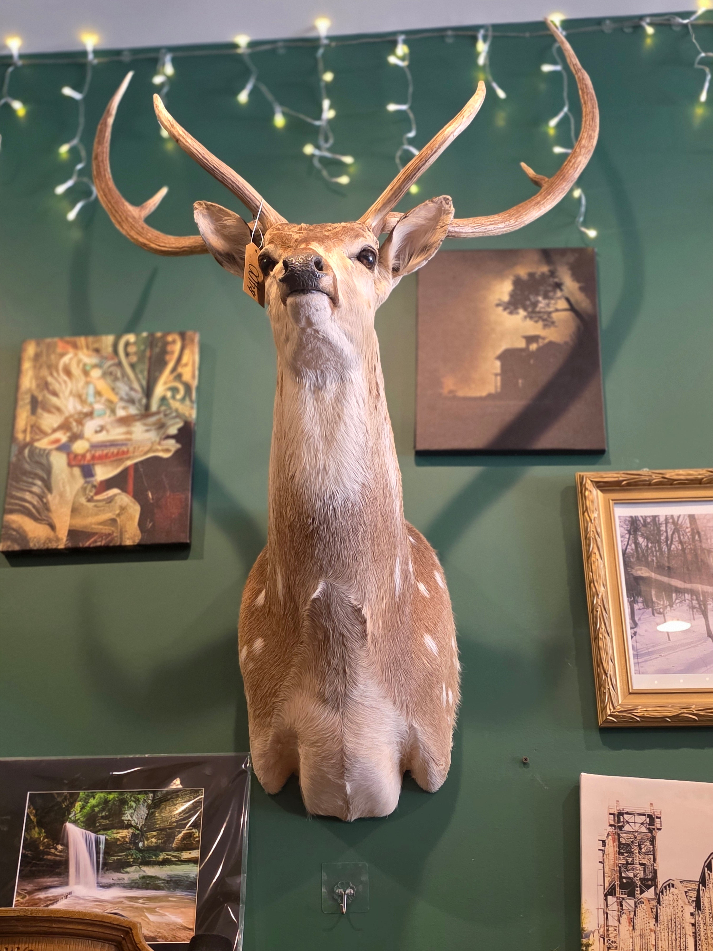 ET Deer Mount