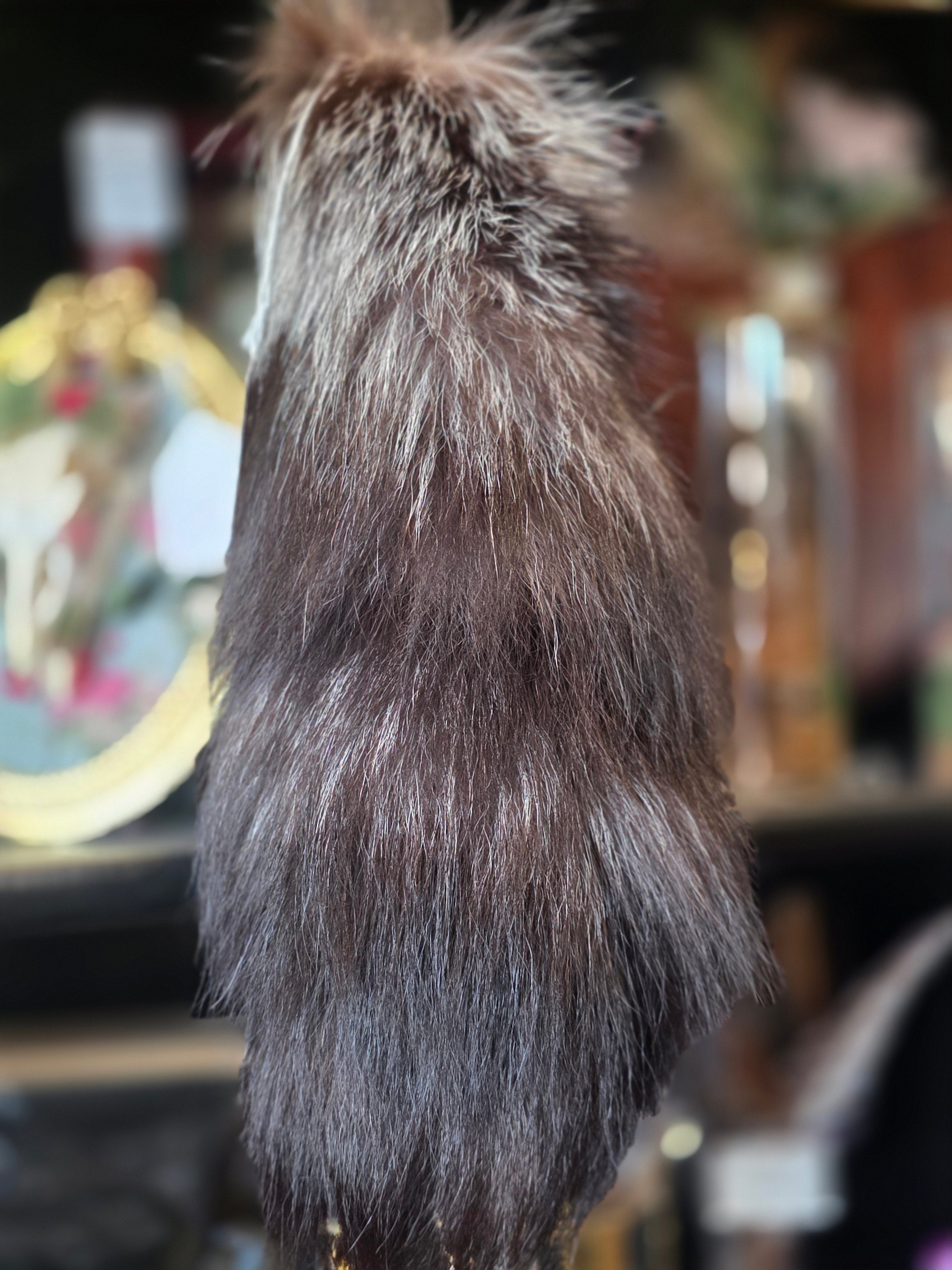 Fox Tail - BG