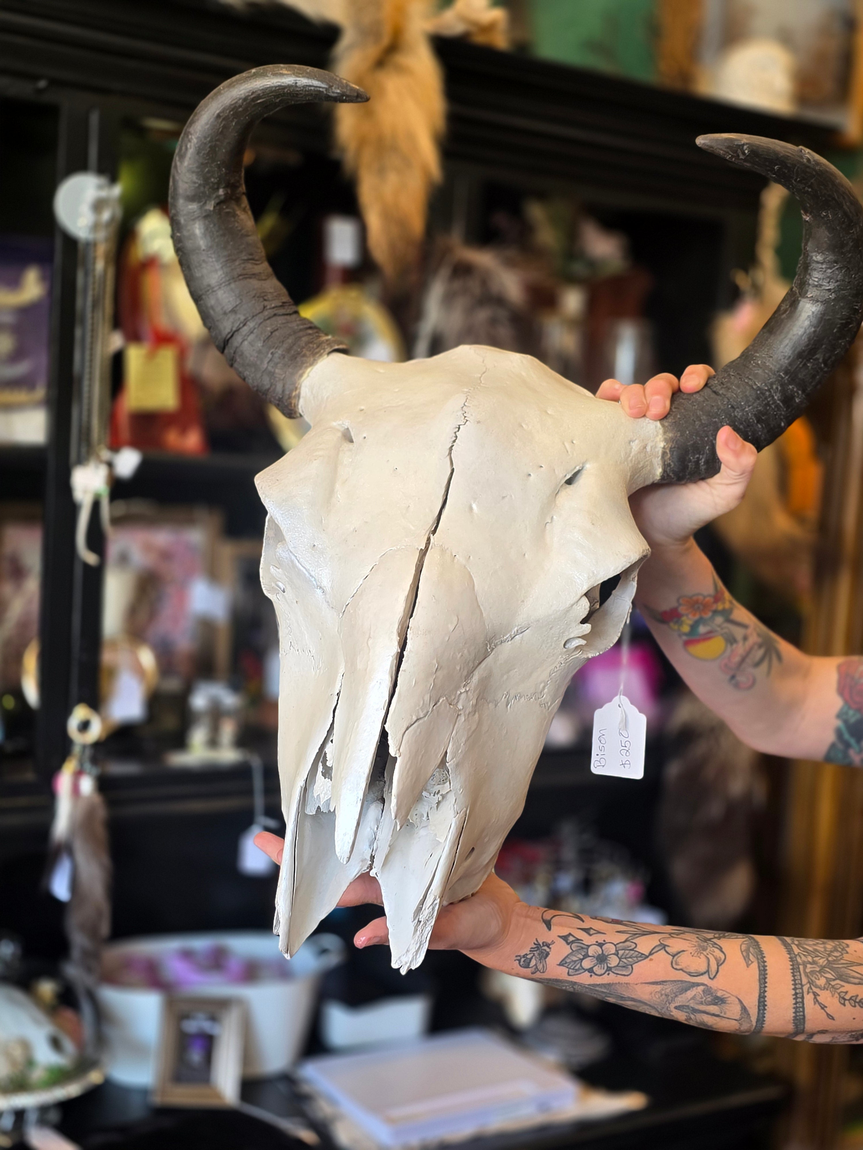 Bison Skull - Bone Girl