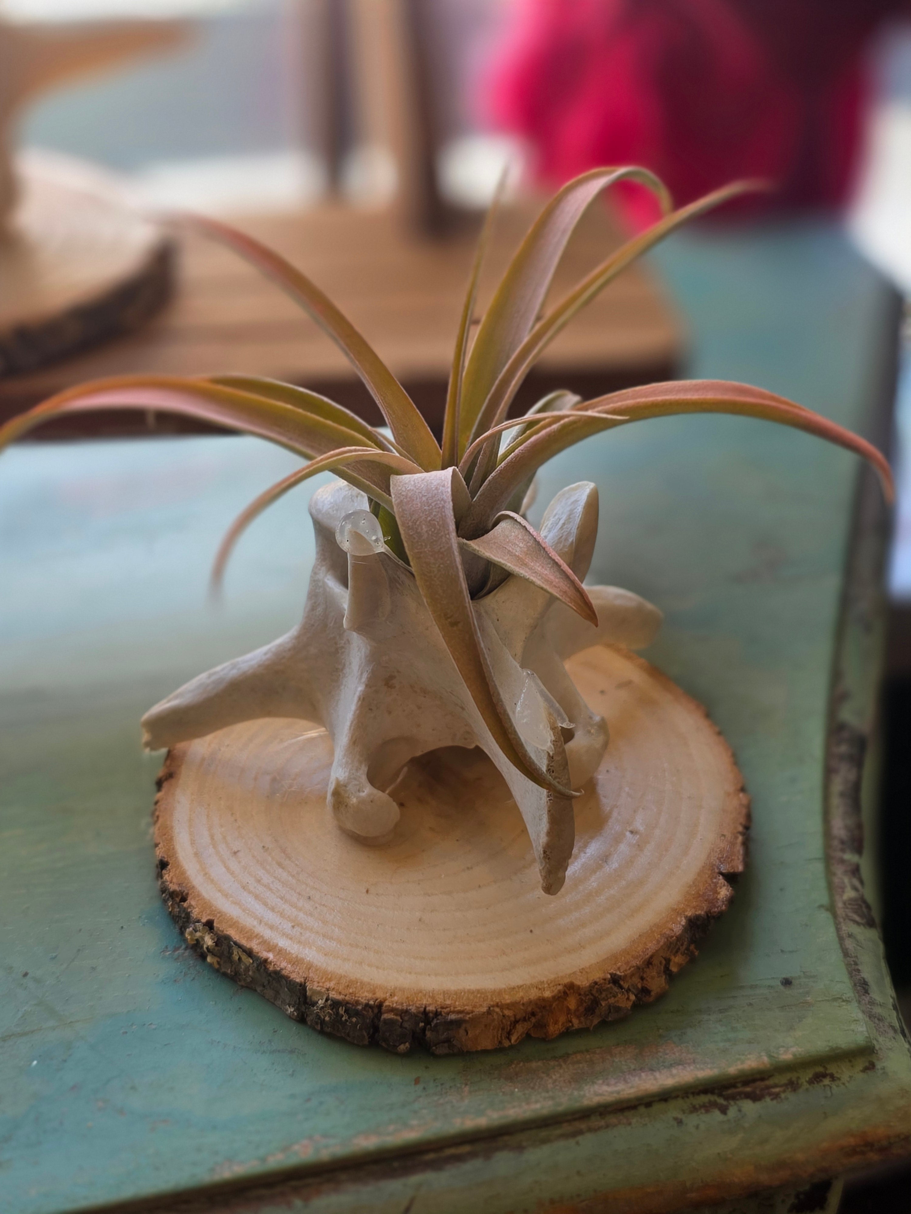 Air Plant - Barts Boneyard - Assorted
