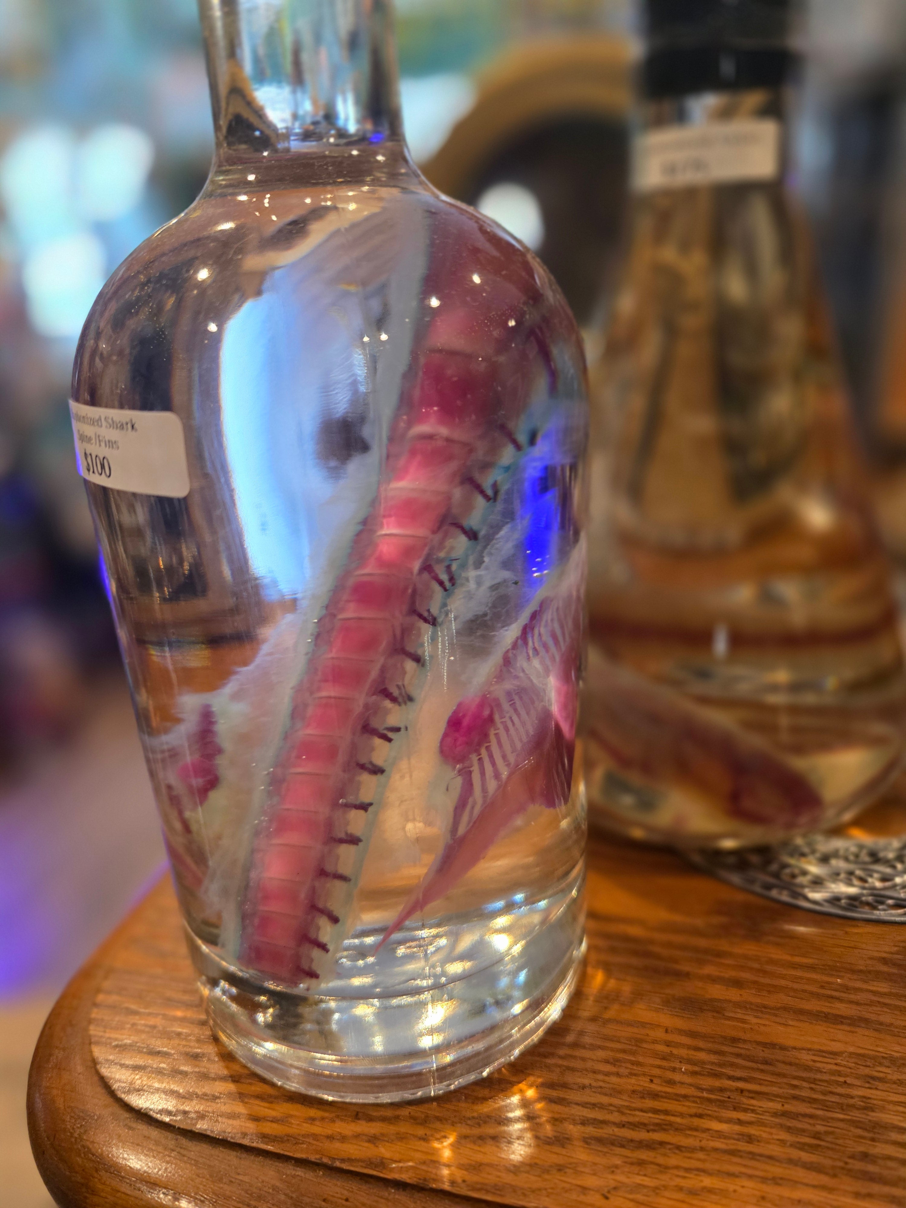 Diaph Shark Spine