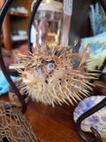 Taxidermy Puffer Fish (BG)