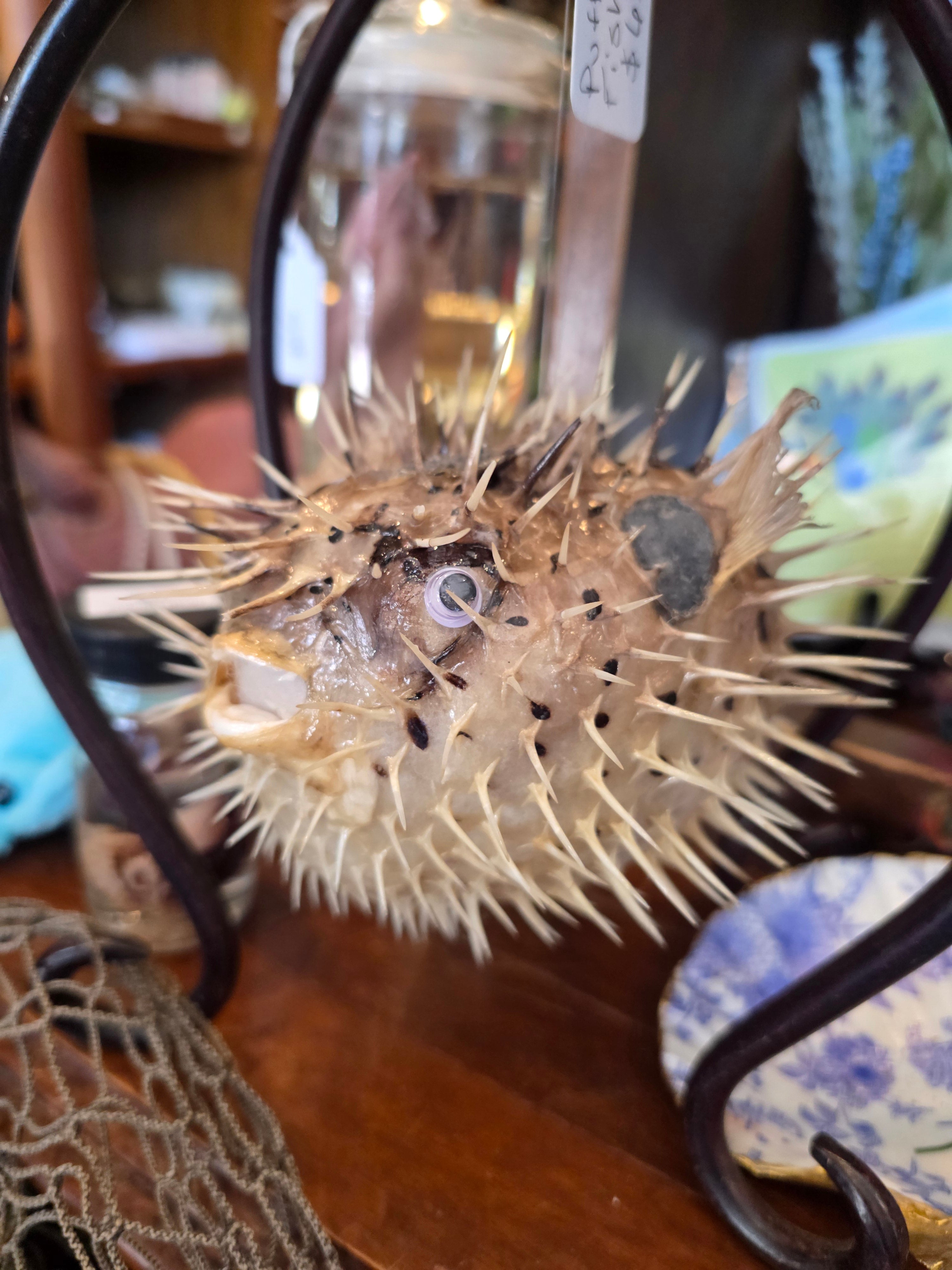 Taxidermy Puffer Fish (BG)