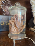 Med Octopus Wet Specimen