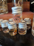 Sm Octopus Tentacle -Wet Specimen