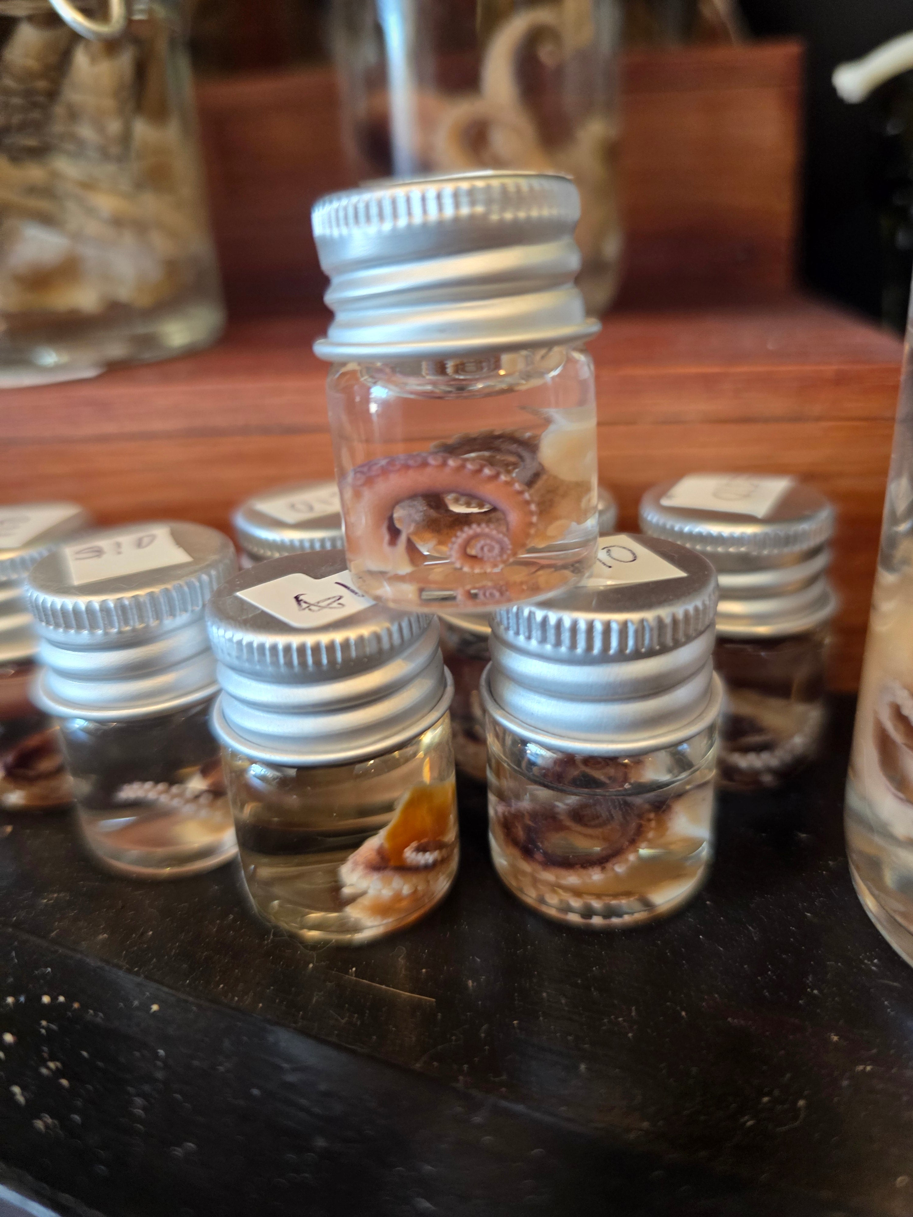 Sm Octopus Tentacle -Wet Specimen