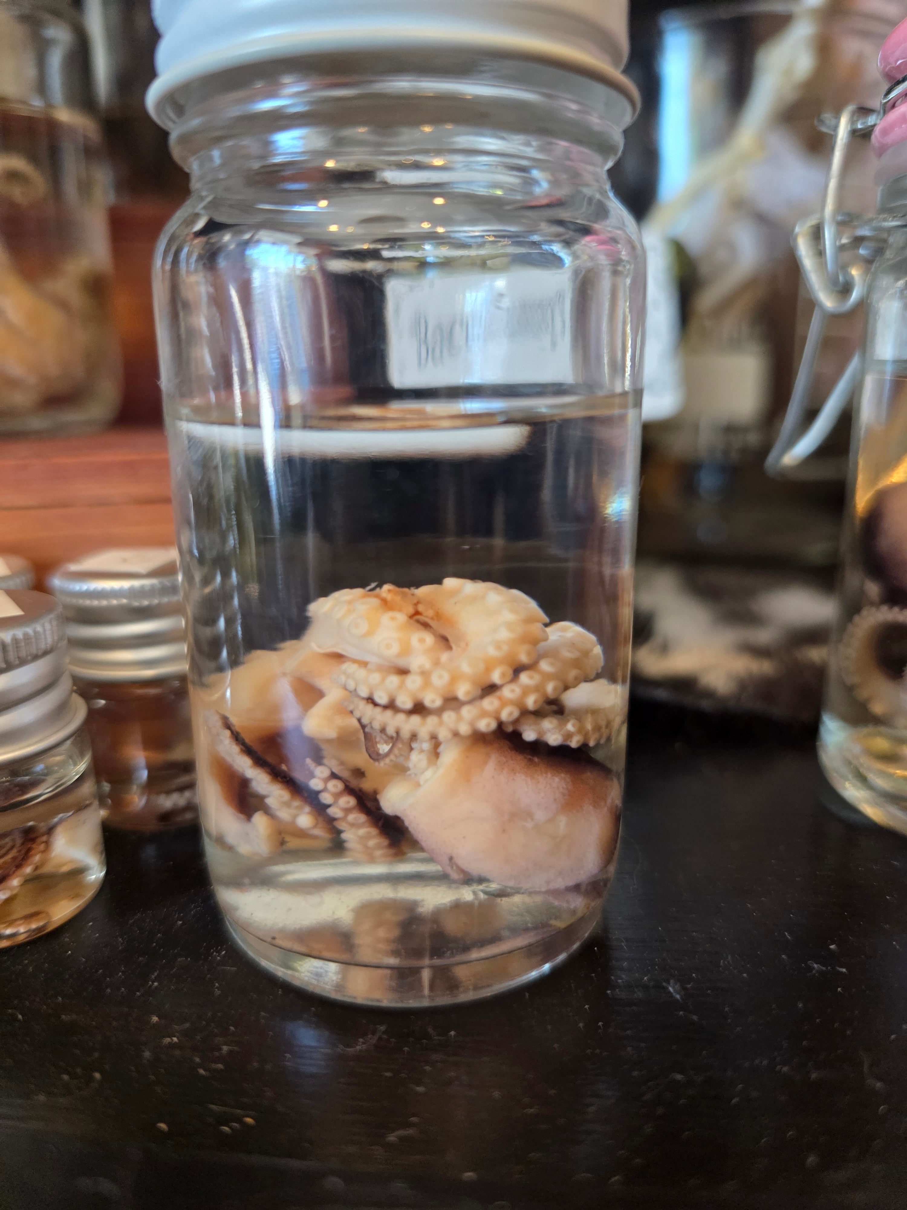 Sm Octopus Wet Specimen