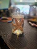 Wet Specimen Starfish