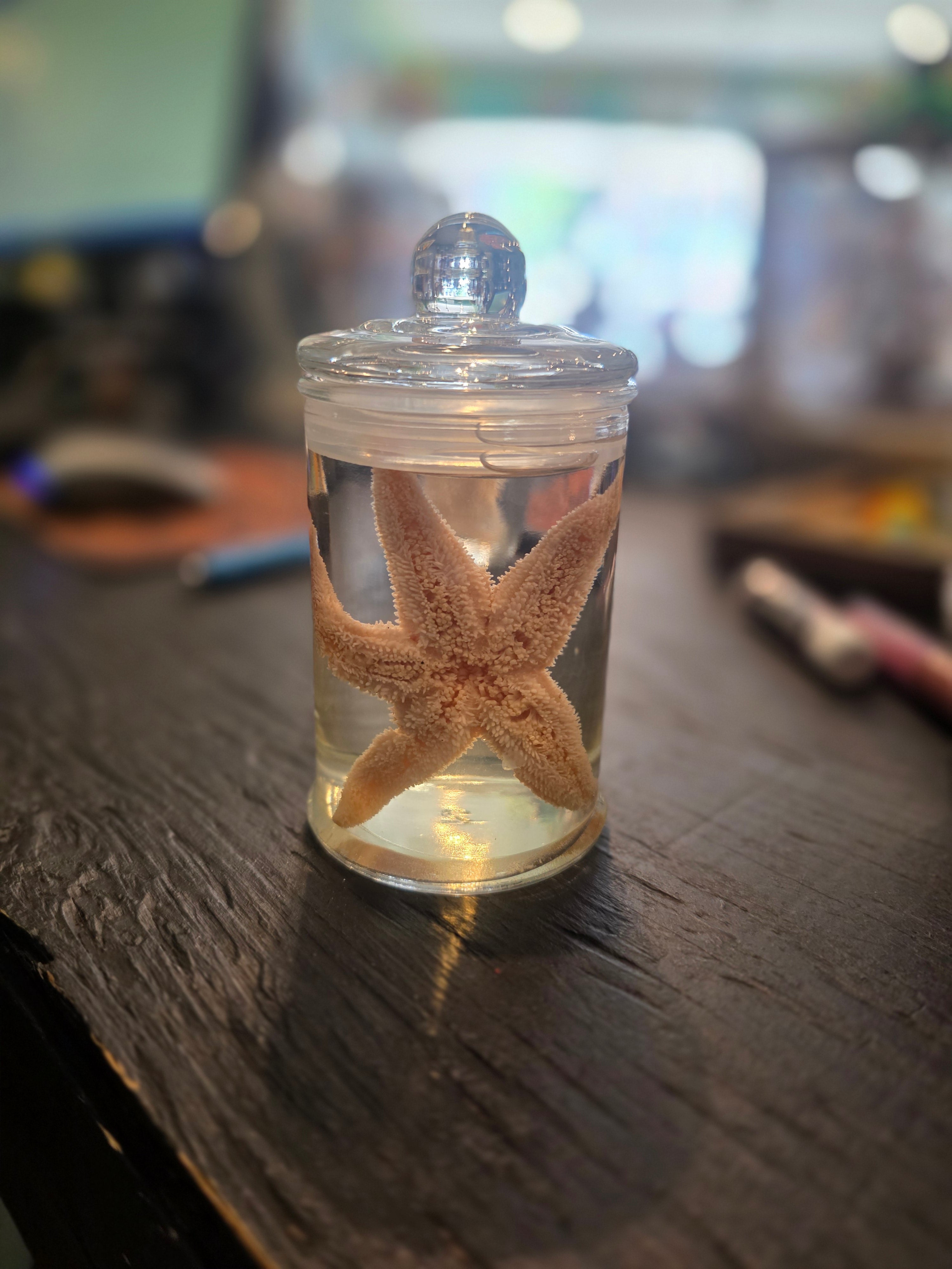 Wet Specimen Starfish