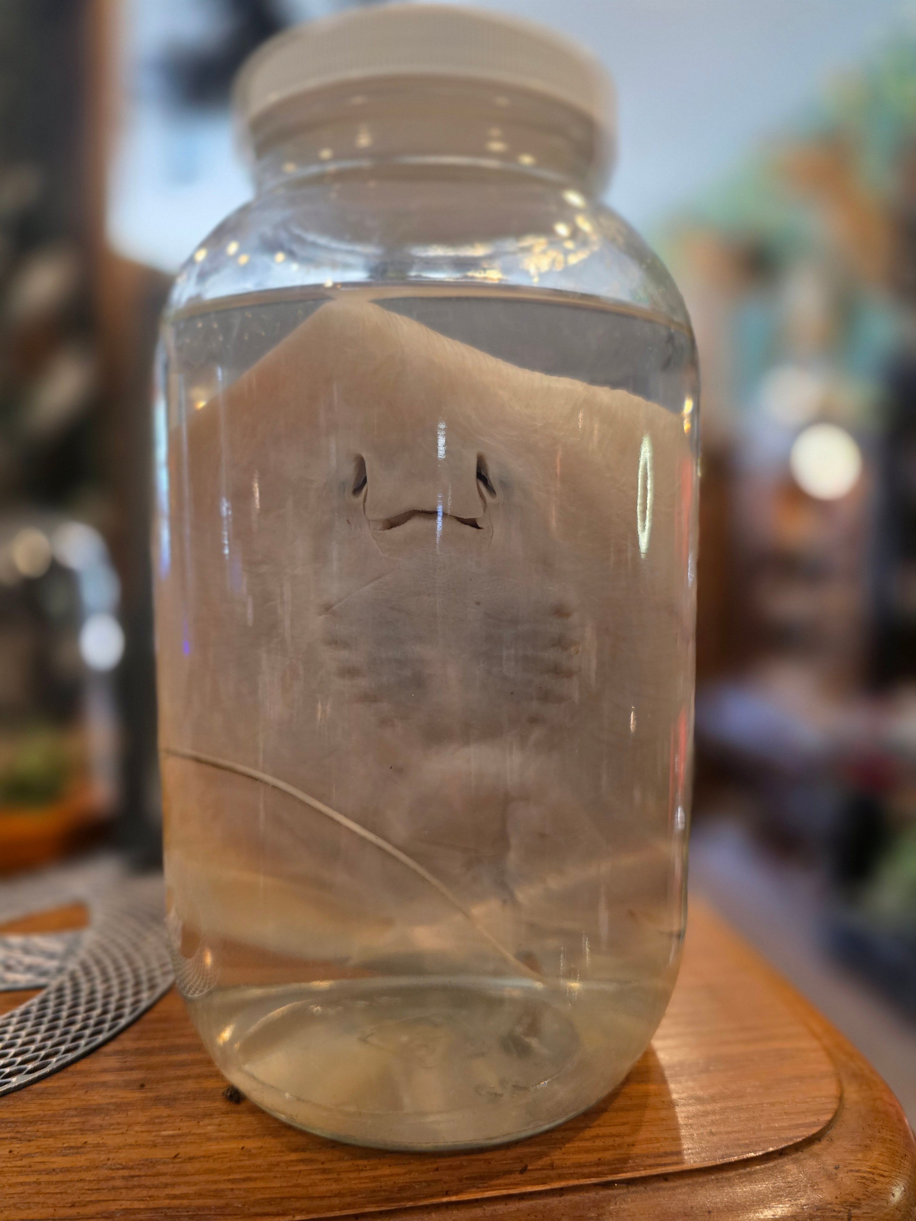 Wet Specimen Stingray