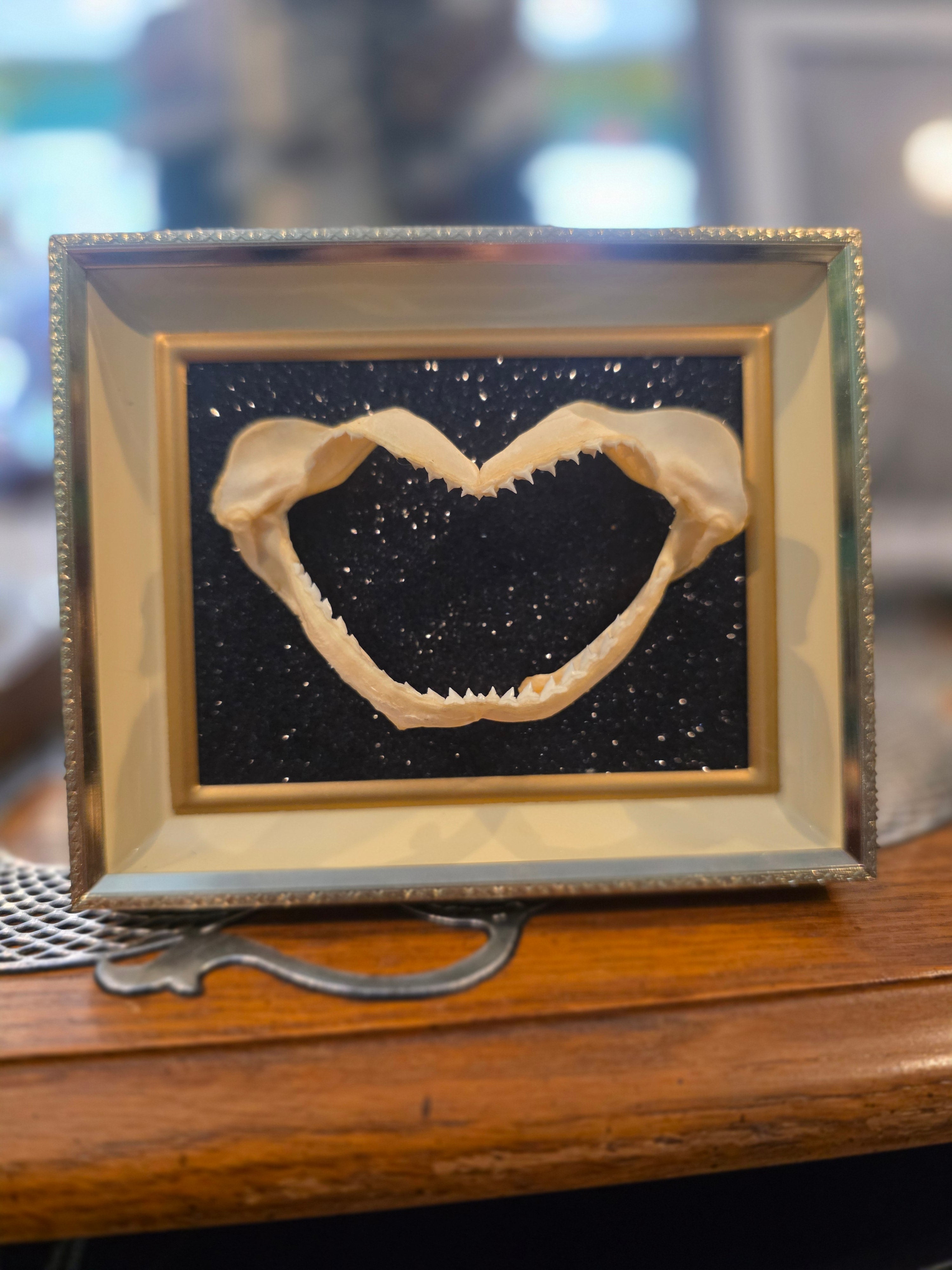 Vintage Shark Jaw in Frame